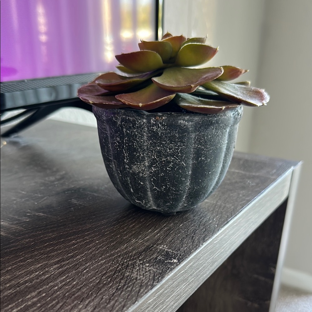 Black Planter with Green and Brown Succulent